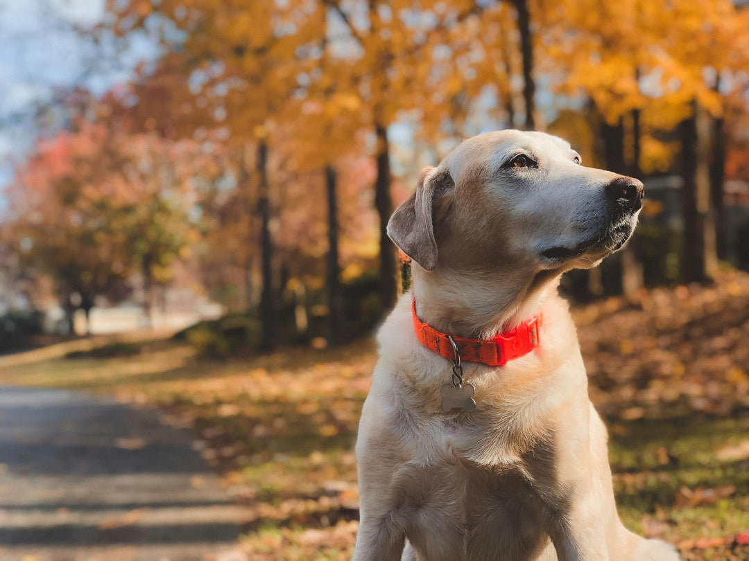 Unleashing the Power of Premium Dog Toys