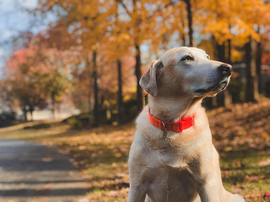 Unleashing the Power of Premium Dog Toys